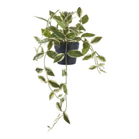 Sztuczna roślina Hoya 33cm House Nordic