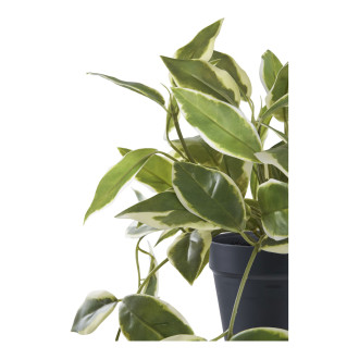 Sztuczna roślina Hoya 33cm House Nordic