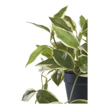 Sztuczna roślina Hoya 33cm House Nordic