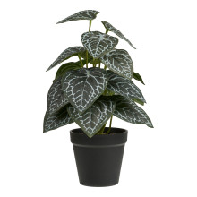 Sztuczna roślina - kwiat  Fittonia 33cm House Nordic