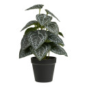 Sztuczna roślina - kwiat  Fittonia 33cm House Nordic